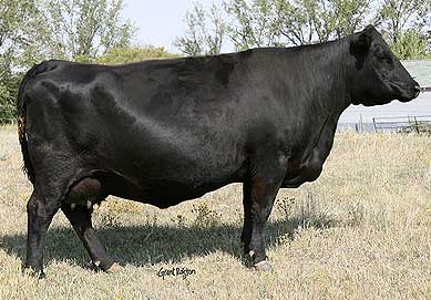 VALLEYHILLS BELLE WYE 6J