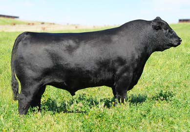 Connealy Consensus 7229