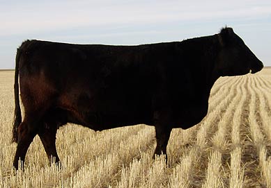 SANDY BAR DUCHESS 33G