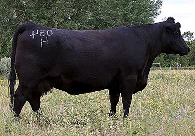 Hoff Ebony S C 726 034