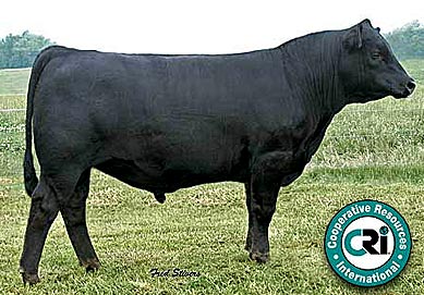 Buffalo's Conclusive BN46