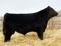 HOFF LIMITED EDITION SC 594