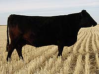 Sandy Bar Duchess 33G