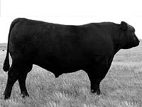 HOFF FLYTHE CLASSIC SC 151 