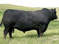 Hoff Limited Edition SC 594