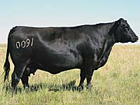 Frieso 0091K Prairie 7081