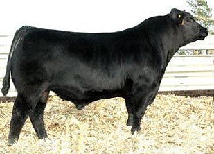 Buffalo's conclusive BN46