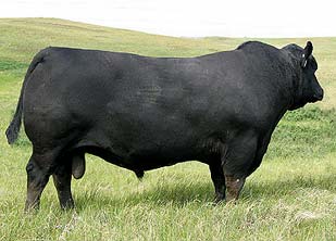 hoff limited edition sc 594