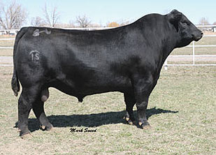 HARB Pendleton 765 JH