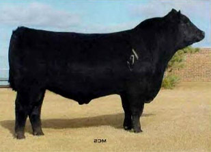 PF 7215 Avenger 0232